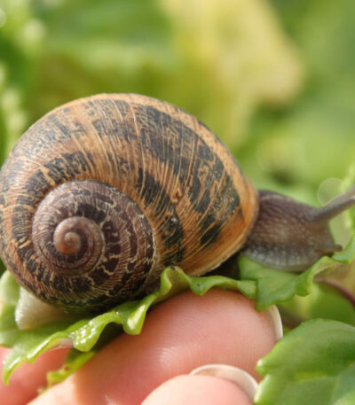 Lumache vive helix aspersa